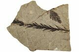 Fossil Leaf (Metasequoia) - McAbee, BC #226109-1